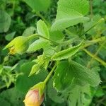 Abutilon hirtum autre