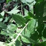 Chromolaena odorata Hoja