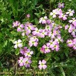 Malcolmia flexuosa Habitus