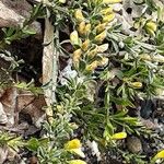 Genista pilosa List