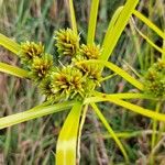 Cyperus eragrostis花