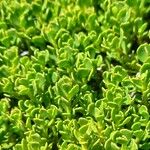 Baccharis magellanica 葉