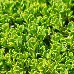 Baccharis magellanica ഇല