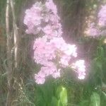 Phlox maculata 花