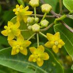 Cynanchum insipidum Blüte