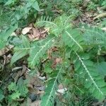 Phyllanthus urinaria Blad