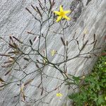 Mycelis muralis Fleur