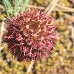 Coris monspeliensis Flower