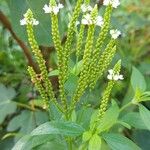 Verbena hastata Kwiat