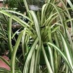 Chlorophytum comosum List