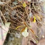 Encyclia tampensis 花