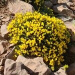 Genista lobelii Агульны выгляд