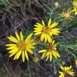 Heterotheca grandiflora Flower