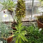 Echium strictum Характер