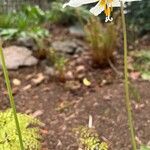 Erythronium oregonum Kvet