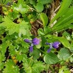 Viola adunca Cvet