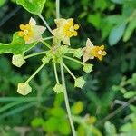 Cynanchum insipidum Flower