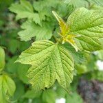 Viburnum macrocephalum 葉