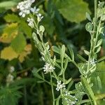 Lepidium sativum Leaf