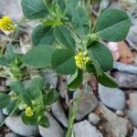 Medicago lupulinaFlor