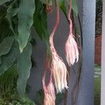 Epiphyllum oxypetalumᱵᱟᱦᱟ