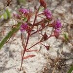 Ammannia erecta Kwiat