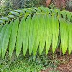 Oenocarpus mapora List