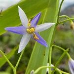 Rhuacophila javanica Flor