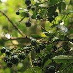 Xanthophyllum flavescens Fruit