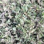 Atriplex portulacoides ഇല