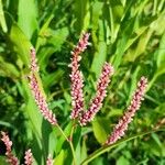 Persicaria glabra Bloem