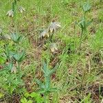 Fritillaria affinis