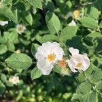 Rosa corymbifera Blomst