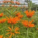 Leonotis leonurusBloem