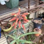Aloe ellenbeckii Цвят