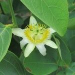 Passiflora biflora Цвят