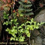 Asplenium cuneifolium Leht