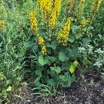 Ligularia sibiricaFlower