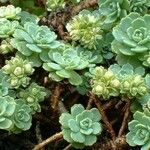 Rhodiola pachyclados Φύλλο