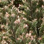 Echium asperrimum Blomma