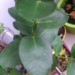 Eucalyptus subcrenulata Лист