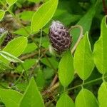 Wisteria frutescens Fruit