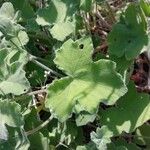 Pelargonium tomentosum Hoja