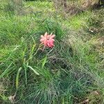 Hesperantha coccinea 花