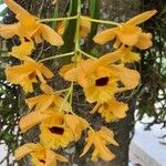 Dendrobium chrysotoxum Blodyn