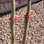 Cleistocactus smaragdiflorus Leaf