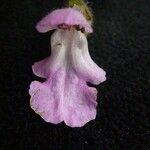Stachys melissifolia Flor