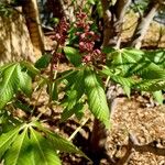 Aesculus pavia Flors