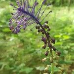 Leopoldia comosa പുഷ്പം