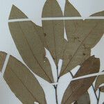 Duguetia paraensis Otro